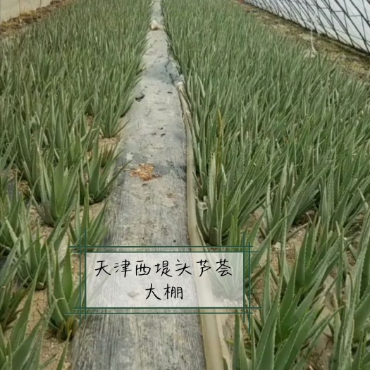 天津 库拉索芦荟，仙人掌专卖