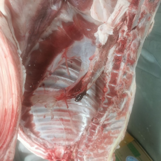 广州 新鲜白条羊