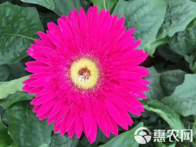 非洲菊苗  扶郎  非洲菊  菊花 切花  鲜花