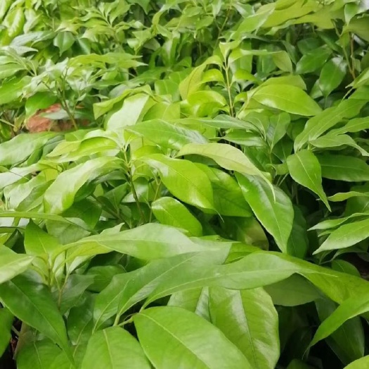 灵山县妃子笑荔枝苗  征地苗  五到十公分