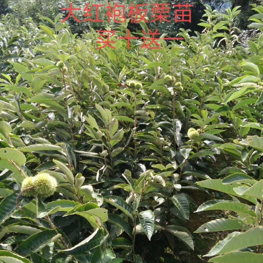 大红袍板栗苗，南北均可种植，全国包邮，十送一，送生根粉。