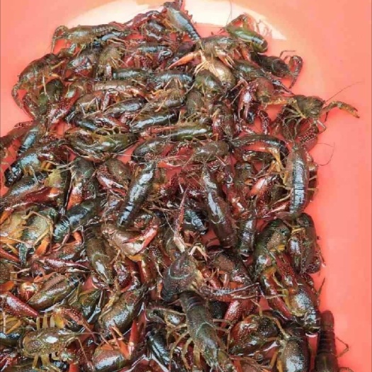 南京 小龙虾大红炮头1两及以上，60元/斤包活，肉多，饱满。