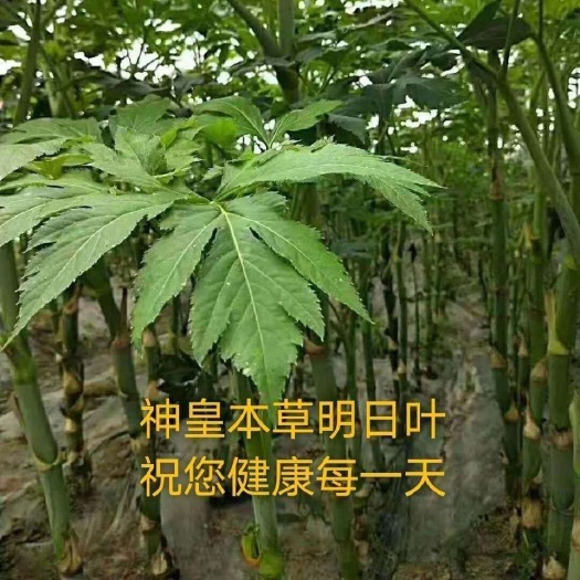 鞍山明日叶种苗 明日叶茶