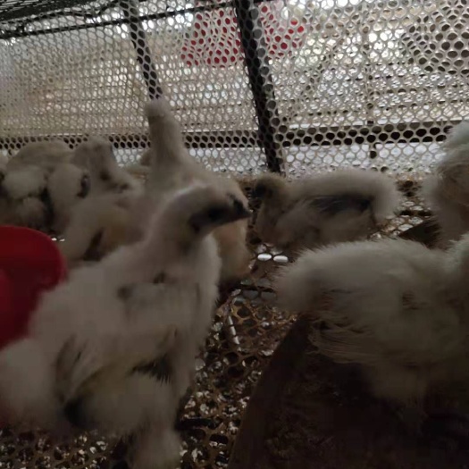 淮安 需要鸡苗的请联系我