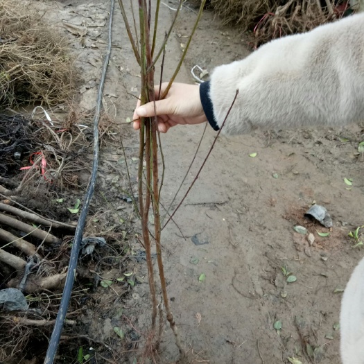 沭阳县 桃树苗。