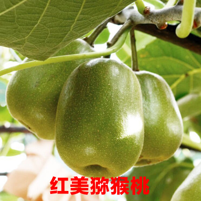 平邑县碧玉猕猴桃苗  促销精品红心红美绿心猕猴桃3年苗基地直发品可混搭买十棵赠1
