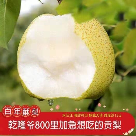 运城 2019年新鲜脆皮酥梨，汁多肉甜，大量批发，