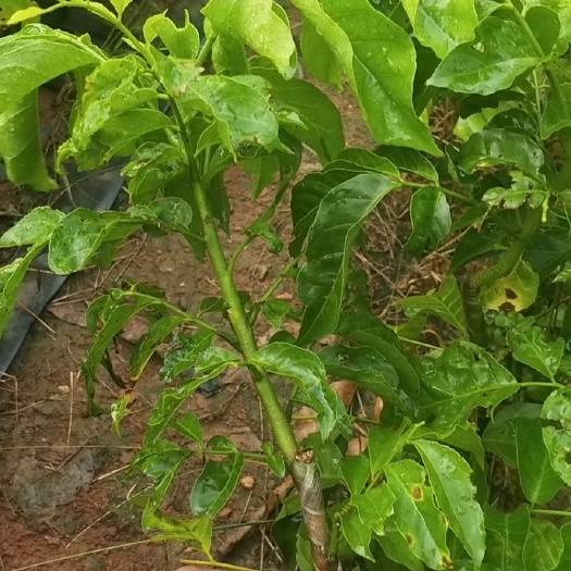 白沙县黄皮果蔗 黑黄皮苗