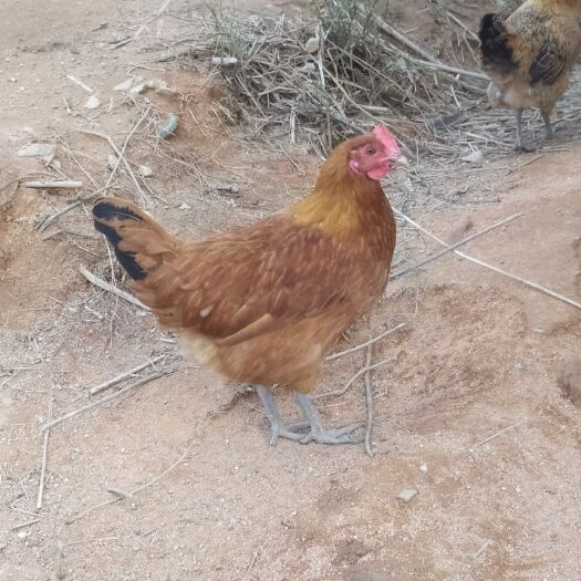 衡阳县 青脚土鸡 5个月