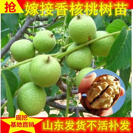 平邑县 香菱核桃苗质量保证品质优良保湿发货基地直供假一赔十