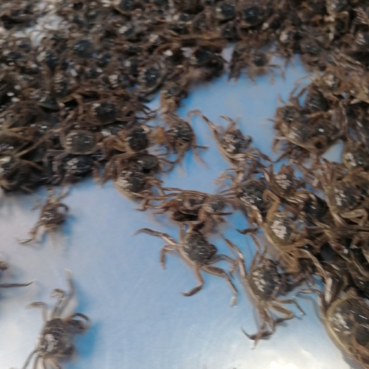 当涂县大闸蟹苗 统货 高