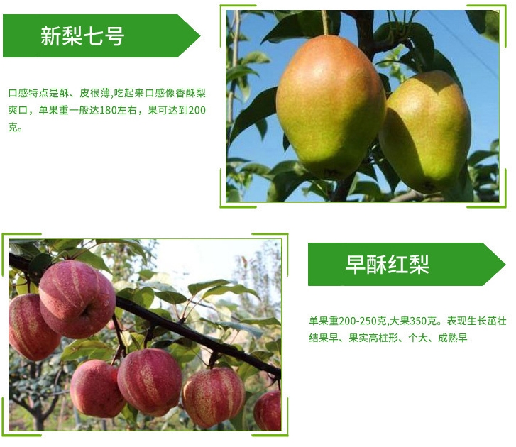  早酥红梨树苗适合南北方种植基地直供假一赔十