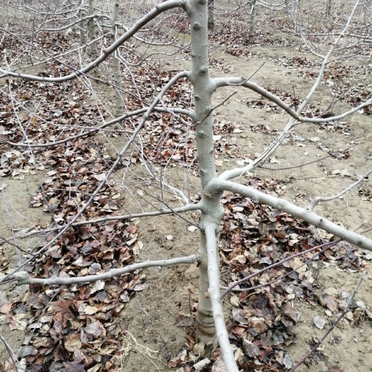 冠县秦蜜苹果树苗 水晶富士平果树