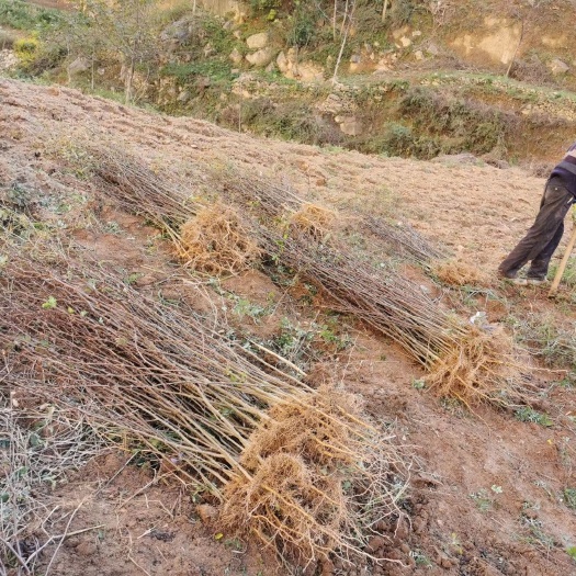 陇南 甘肃陇南市武都区大红袍花椒苗，货源地直销，支持视频看货，
