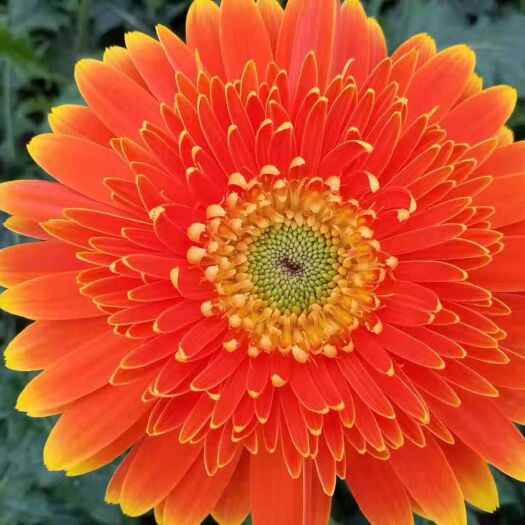 昆明非洲菊苗  扶郎  非洲菊  菊花 切花  鲜花