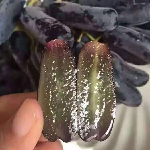郯城县 葡萄树苗蓝宝石葡萄苗北南方种植当年结果大苗爬藤果树苗葡萄树苖