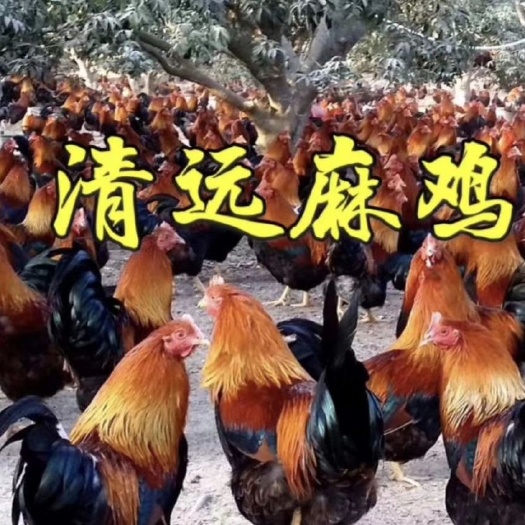 南宁清远麻鸡苗 清远麻鸡