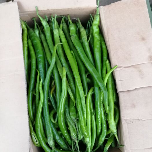 昆明二荆条辣椒 长15公分以上，每天有货，4.5
