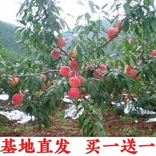 平邑县 桃树苗