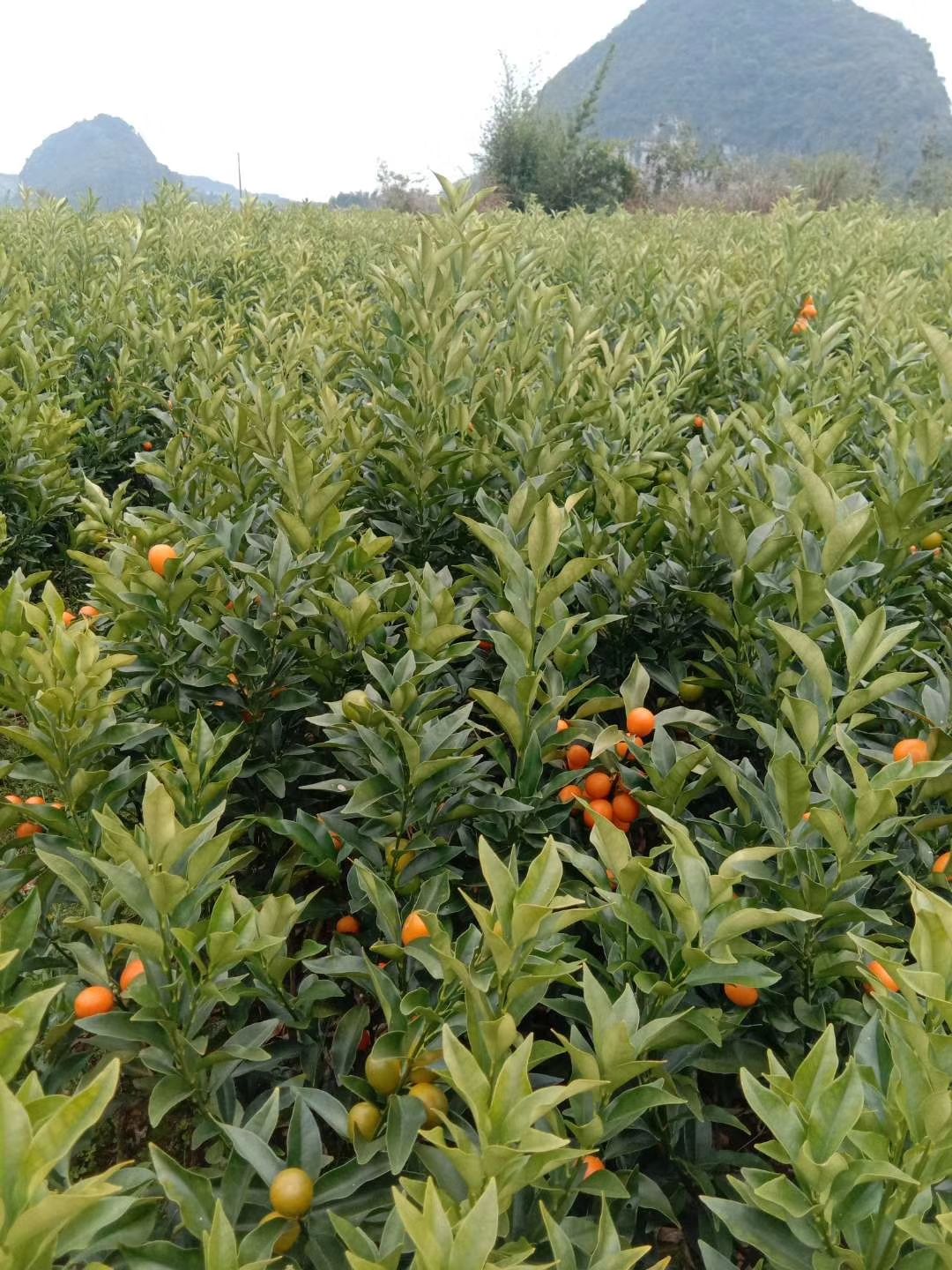 脆皮金桔苗 四季，今年新苗果多，根粗叶茂无病毒，优质A级靓
