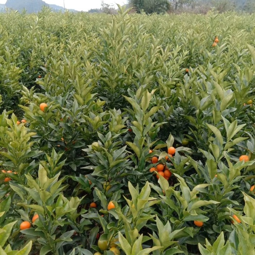 荔浦市脆皮金桔苗 四季，今年新苗果多，根粗叶茂无病毒，优质A级靓