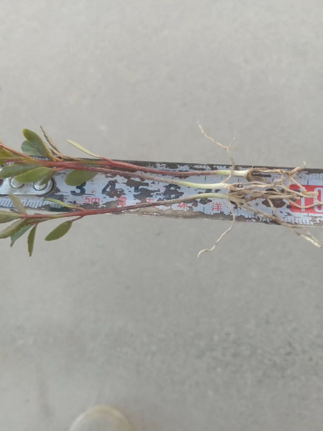 红花椒苗 贡椒奶苗