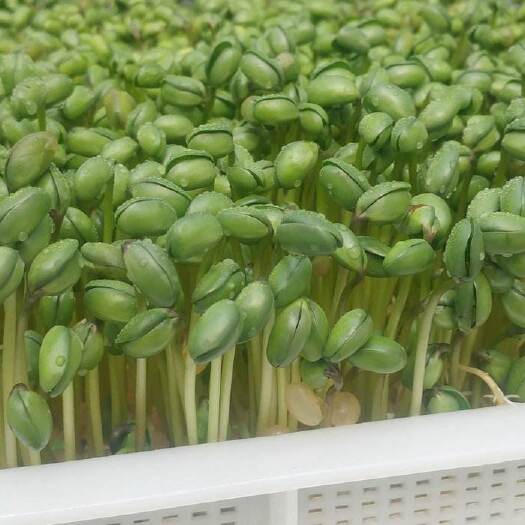 永登县 有机芽苗菜，黑豆苗