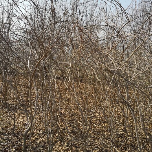 沭阳县 供应各规格紫藤基地/图片/价格