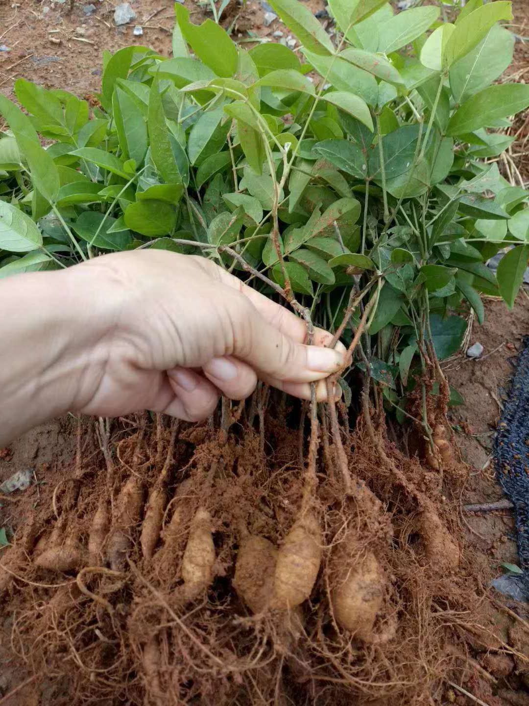  高产牛大力种子，保证品质，保证发芽率，包回收，提供技术指导