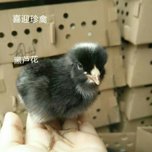 广州芦花鸡苗 出壳苗必打疫苗，场家直销，质量保证