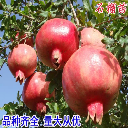 平邑县 突尼斯软籽石榴树苗当年结果苗质量保证品质优良保湿发货基地直供