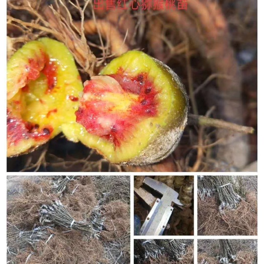 平邑县 红心猕猴桃苗，保质保量，保品种，死苗，免费补发