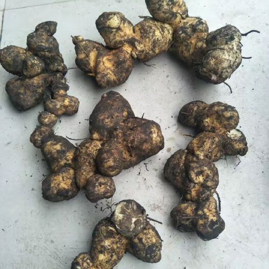 乐业县 新鲜黄精