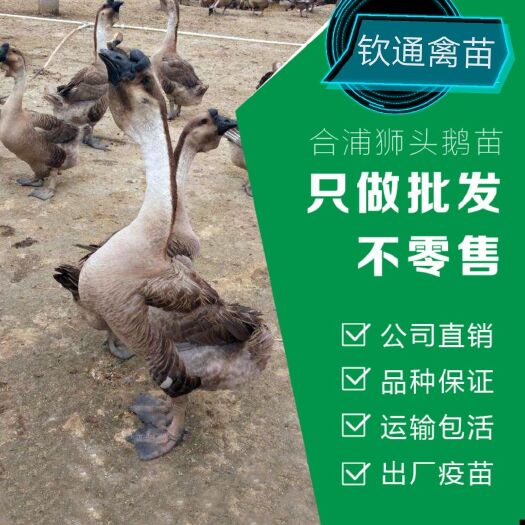 惠州 狮头鹅 大种汕头狮头鹅 合浦狮头鹅苗