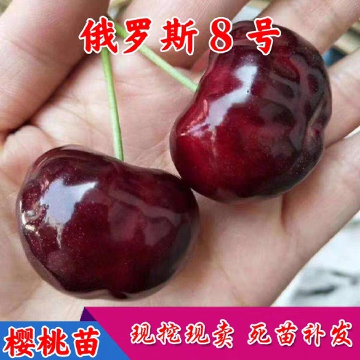 平邑县俄罗斯8号樱桃苗  俄罗斯八号樱桃苗质量保证品质优良保湿发货基地直供假一赔十