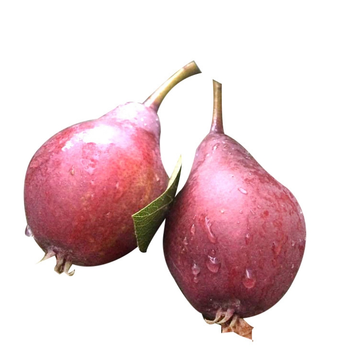  早酥红梨树苗适合南北方种植基地直供假一赔十