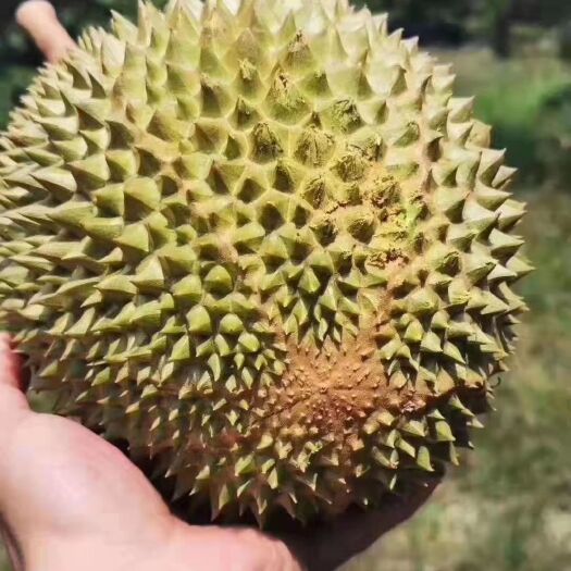 马来西亚猫山王榴莲，新货到柜，支持订货，代管代发