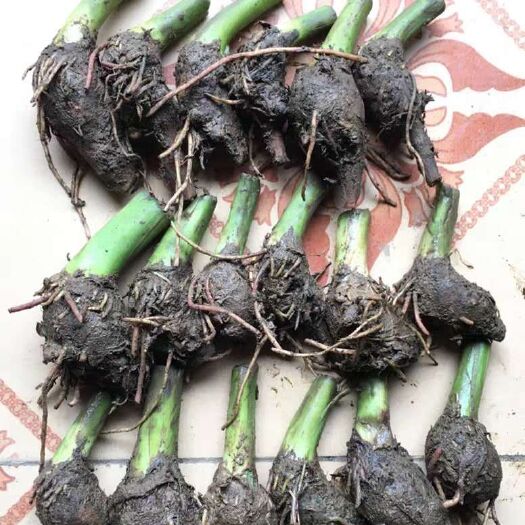 定南县芋头种 槟榔芋苗荔浦芋头苗香芋苗