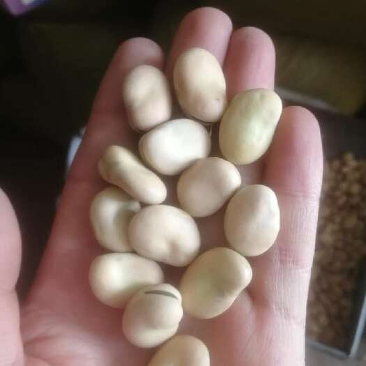 沽源县大白蚕豆