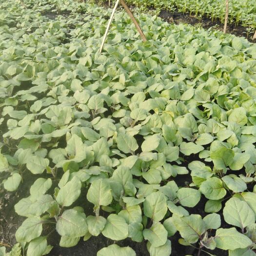 醴陵市线椒苗  优质茄子苗
