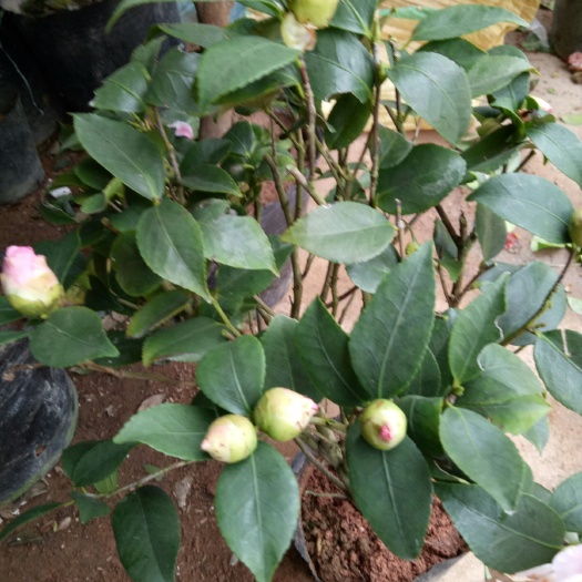 沭阳县 五色赤丹茶花苗，带花包，室内好养活，盆栽
