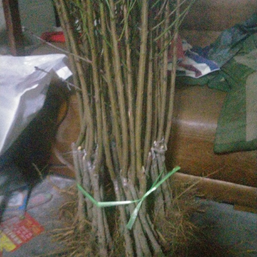 邹城市突围桃苗 苗子看根系桃苗发货中