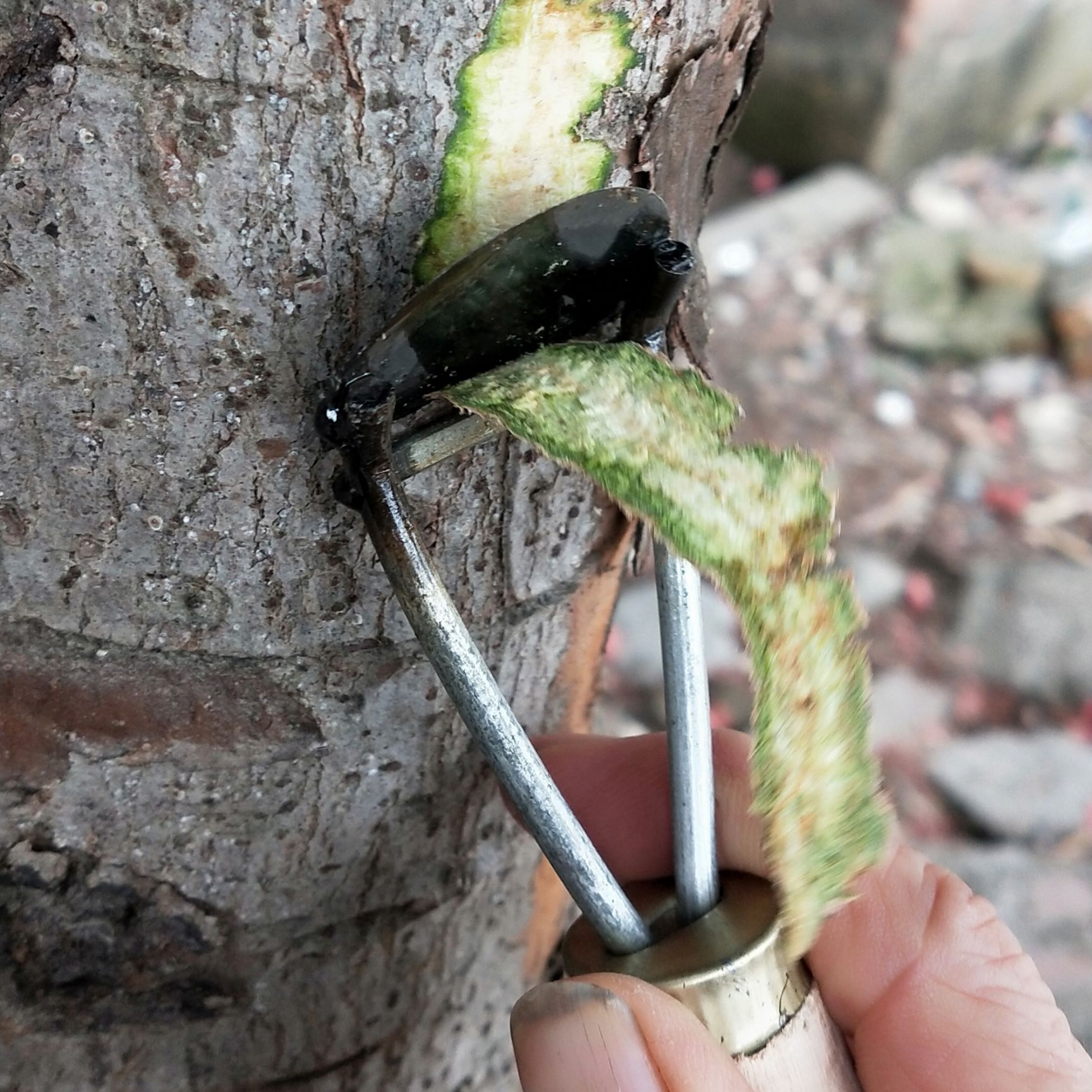 農用鐮刀 開桂削樹皮刀剝樹皮刨樹皮剝桂工具彎型刮刀剝桂皮專用刀桂皮刨刀