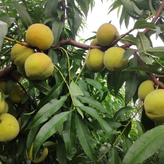 平邑县黄桃树苗 山东友谊苗木包正品种，现挖现卖。