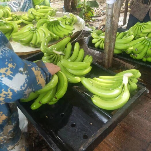 勐腊县巴西香蕉 七成熟