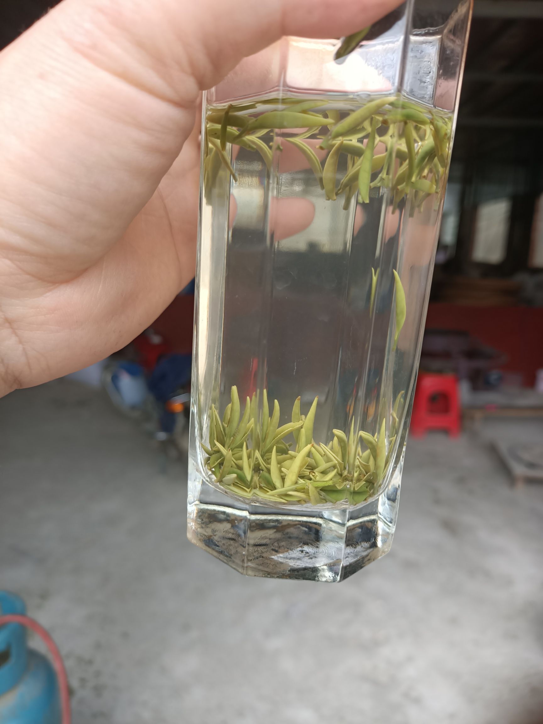 都匀毛尖独芽
