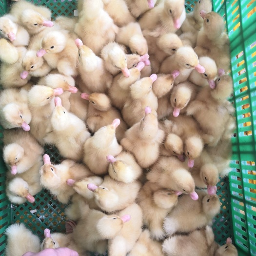 南宁 桂柳鸭苗