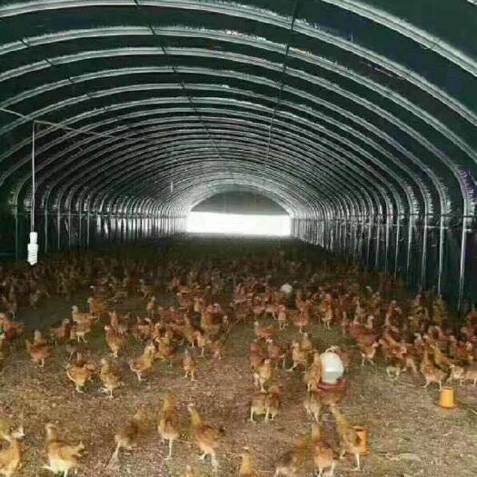 长兴县钢管大棚 机不可失，失不再来！厂家直销养殖大栅、瓜果大栅、单体大栅等。