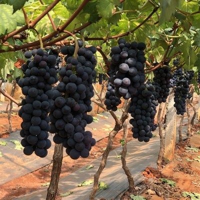 平邑县美国无籽黑提苗 美国黑提 基地直销 现挖现卖 优质一级苗