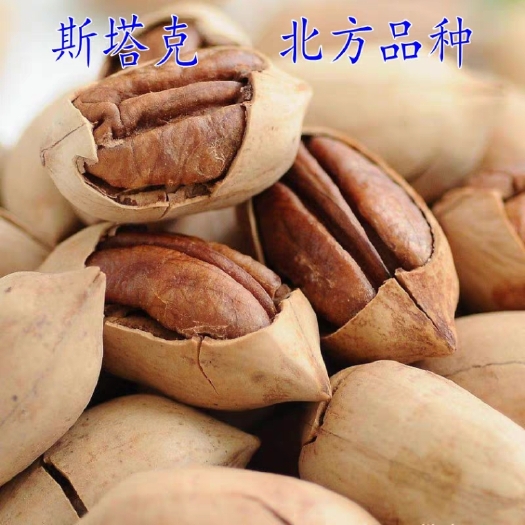平邑县 碧根果苗质量保证品质优良保湿发货基地直供